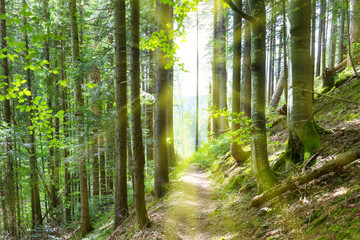 Path through green trees in forest