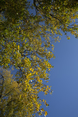 Obraz premium Poplar with autumn leaves lit by sun on blue sky