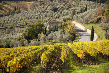 Italia,Toscana,Chianti, vigneti in autunno