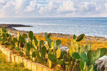 rocky coastal shore of Puglia