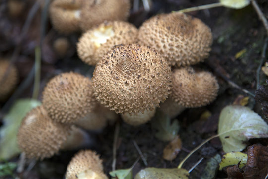 Humongous Fungus (Armillaria solidipes)