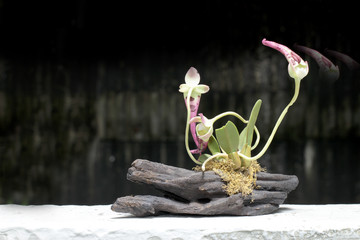 still life with orchid on wood in night time with dak background © narin_nonthamand