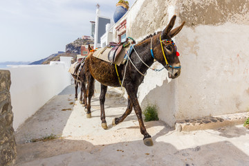 donkey on stairs of Santorini