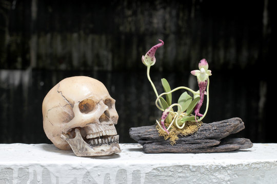still life with skull and orchid on wood in night time with dak background