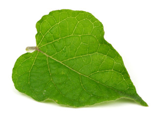 Physalis leaf on a white background