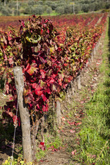 Italia,Toscana,Chianti, vigneti in autunno