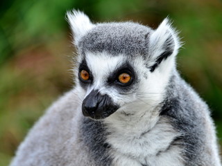 lemure, sequenza fotografica ravvicinata