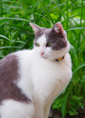 Street cat sitting in the grass