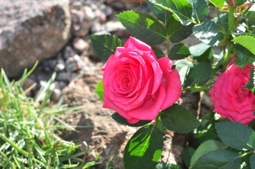 Landscaping design of garden