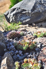 Landscaping design of garden