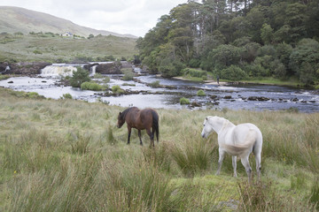 Obraz na płótnie Canvas Wild Horses at Ashleigh Falls, Leenane; Connemara; Galway