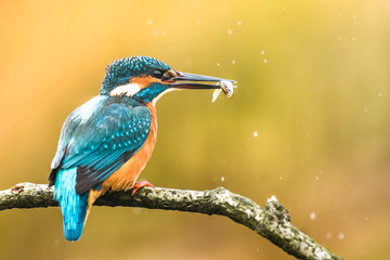 Eisvogel mit Fisch