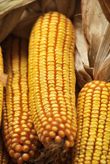 Corn on the cob at food market