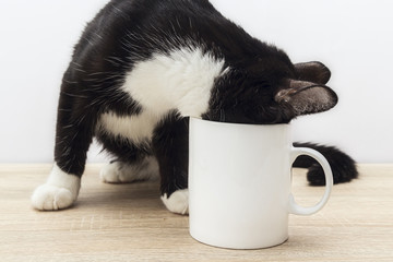 Naklejka premium Zabawny czarno-biały kot wczołgał się do białego kubka z kawą.