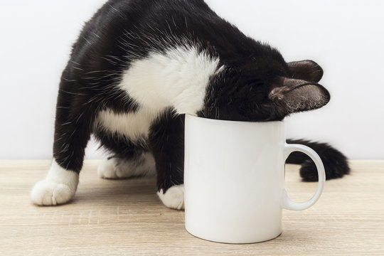 Funny black-white cat crawled into a white coffee mug.