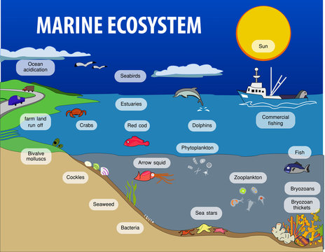 Marine Ecosystem Images &#8211; Browse 230,851 Stock Photos, Vectors ...