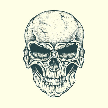 Skull of human