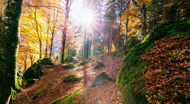 raggi di sole nel bosco