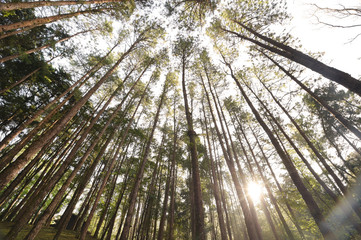 Green forest with ray of light in nature