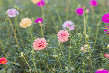 close up colorful portulaca oleracea in the garden.