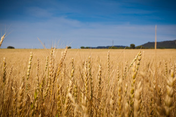 Campos de trigo