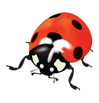 Ladybug isolated on white background. Illustration