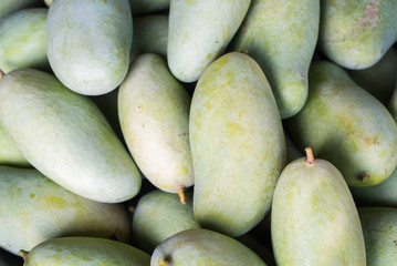 Mango harvest from tree