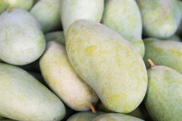 Mango harvest from tree