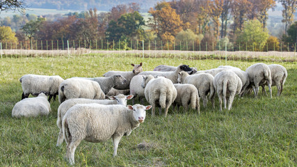 Obraz premium troupeau de mouton dans le pré en automne