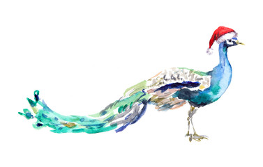 Christmas peacock in red santa's hat. Watercolor animal