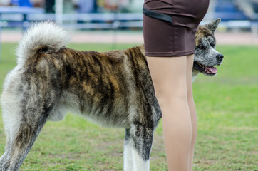 dog breed Akita Inu