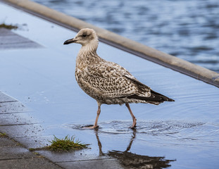 Meeuw naast onze boot