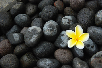 Fototapeta na wymiar Kamboja or Plumeria Flower on Stone Landscape Zoom out.. Native to Central America, Mexico, the Caribbean, and South America. Can be grown in tropical and sub-tropical regions.