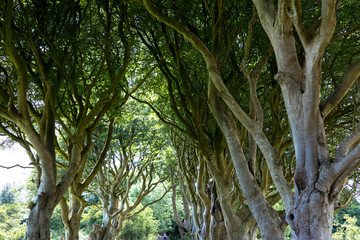 Magical forest, Northern Ireland