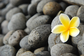 Fototapeta na wymiar Kamboja or Plumeria Flower on Stone Landscape.. Or common name is Frangipani.. Native to Central America, Mexico, the Caribbean, and South America. Can be grown in tropical and sub-tropical regions.