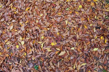 떨어진 낙엽들//autumn park and leaves