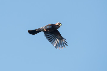 Jay, Garrulus glandarius