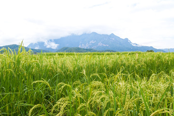 Rice Field Paddy Mountain Cloud Chiangmai Thailand