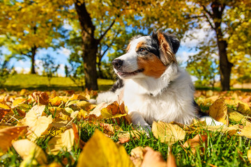 Cute puppy in autumn park