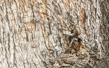 Closeup shot of tree trunk texture for background.