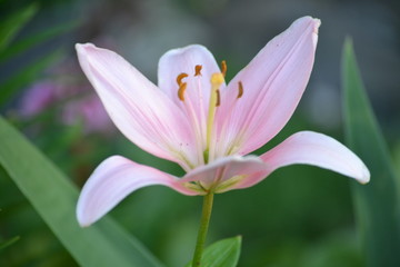 Fototapeta na wymiar Pink Day Lily