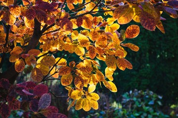 Colorful autumn leaves on tree in garden. Yellow, orange and pink colors.