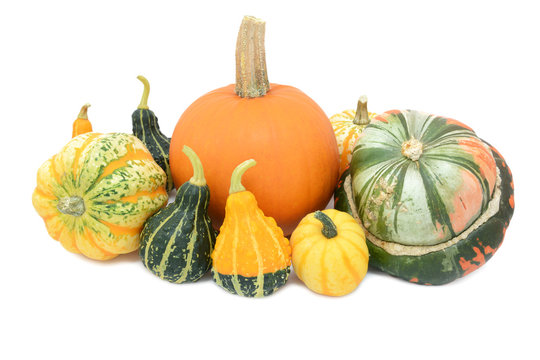 Pumpkin, Festival squash, Turks turban and ornamental gourds