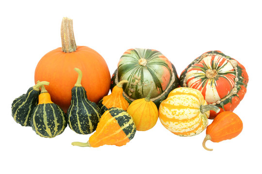Selection of gourds, pumpkins and squashes