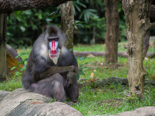 Naklejka premium Fluffy mandrill he is sitting and thinking on a rock near the green grass at the Singapore Zoo