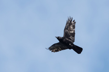 Carrion Crow, Corvus Corone