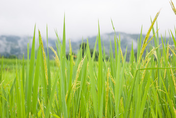 Rice Field Paddy Chiangmai Thailand