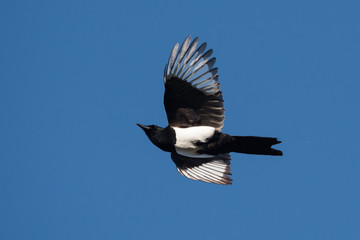 Eurasian Magpie, Common Magpie, Pica Pica
