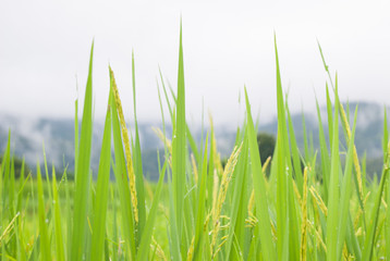 Rice Field Paddy Chiangmai Thailand