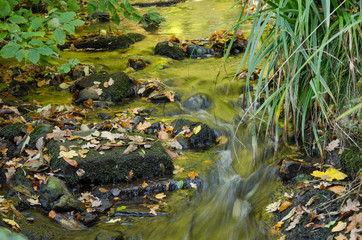 Herbstliche Impressionen im Wald von Ostseebad in Flensburg.